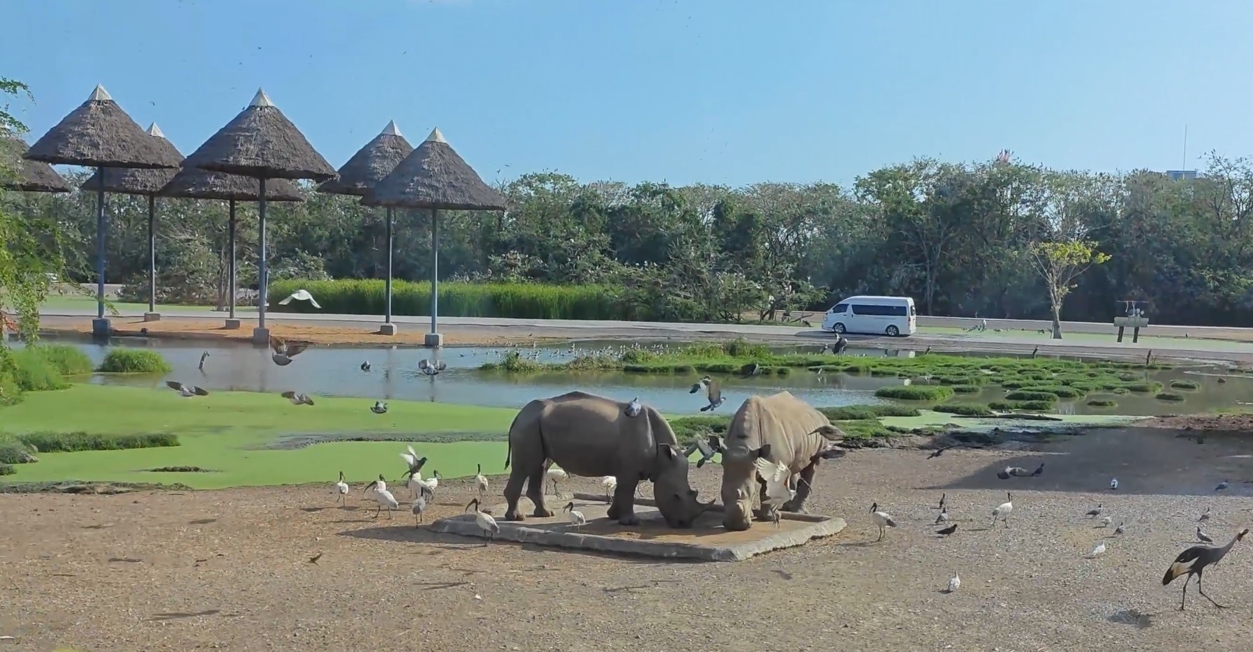 Путешествие по Бангкокскому Сафари парку на автобусе | птицы болота олени буйволы 1 часть