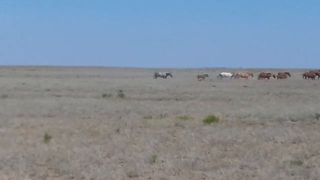 Стадо  лошадей в Цыганамане