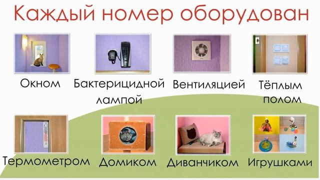 Гостиница Замурчательные кошки