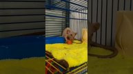 Наши  домашние питомцы породы сфинкс