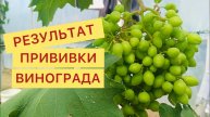 Отличный результат, прививка винограда.