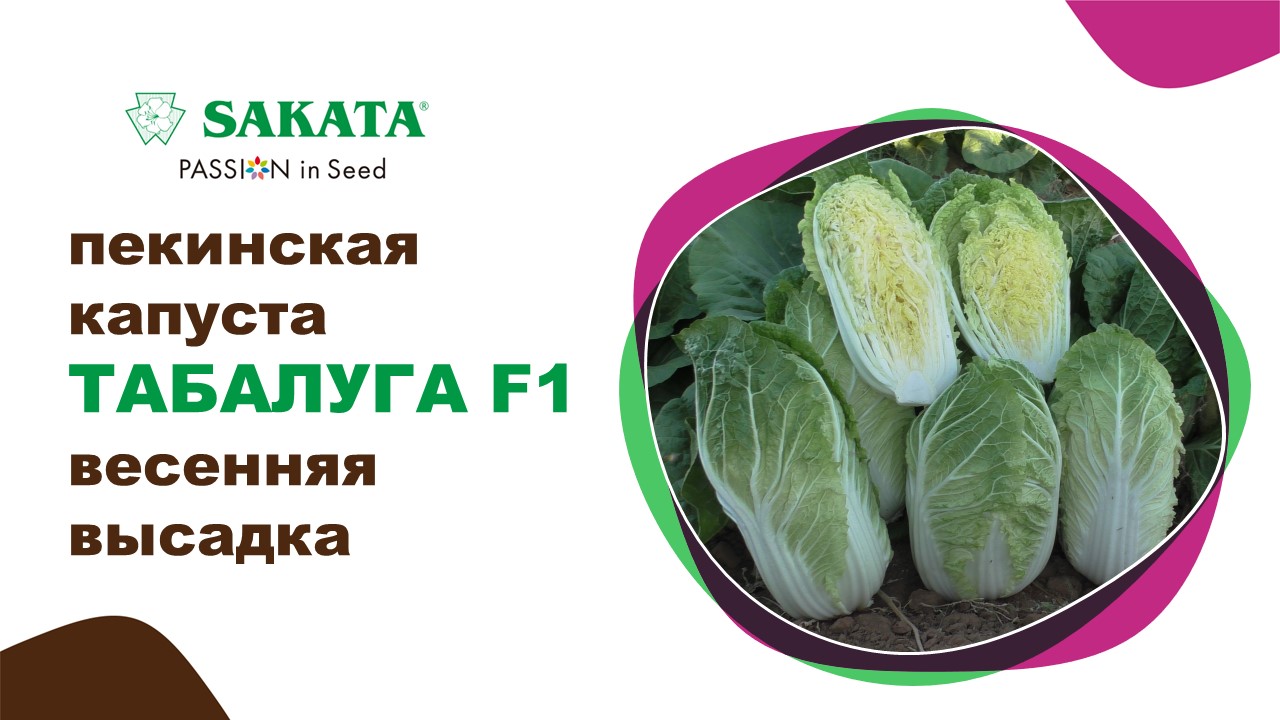ТАБАЛУГА F1 - пекинская капуста на раннюю весну #семенаовощей #пекинскаякапуста #ранняяпекинка
