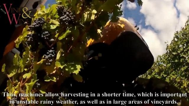 Сбор винограда  Harvesting the grapes