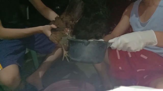 Paano Gamutin Ang Inahing Manok Na Nabasagan Ng Itlog. Ito Ang Ginawa Ko, Panuorin!