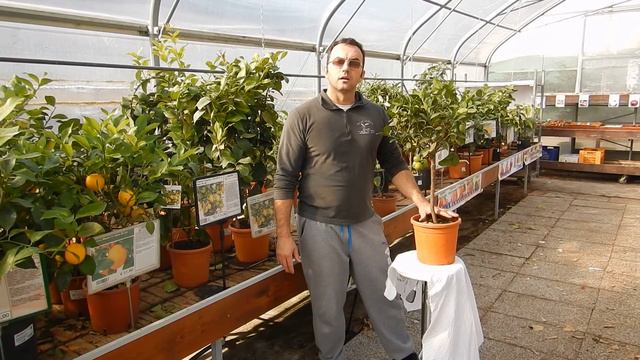 Pianta di lime o limetta messicana presso savinivivai