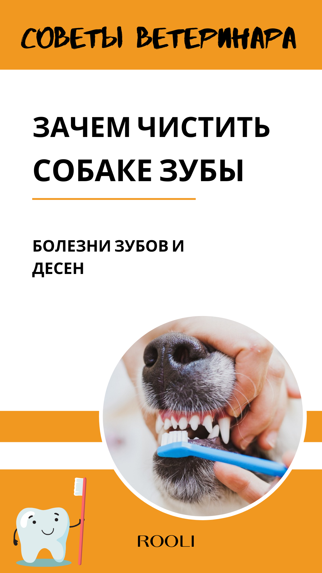 Зачем чистить зубы собаке. Все о пользе чистки зубов питомцу. Болезни зубов и десен у собак.