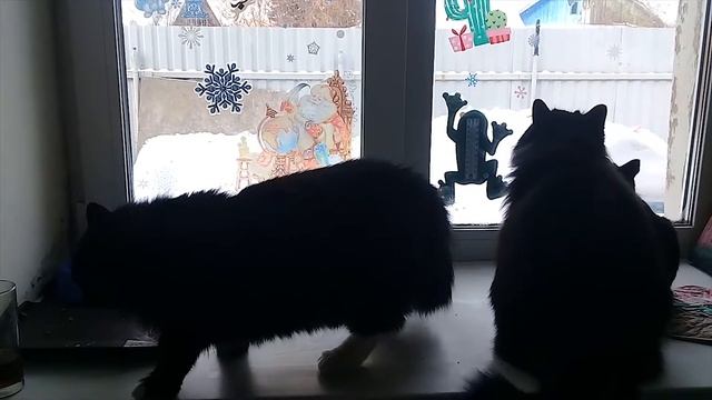 Замурчательные чёрные КОТЫ ЛАЮТ на птичек / Чириканье котов / Cat's chirping / Black cat bark