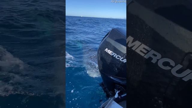 Whale Shark Swims Up to Boat ViralHog