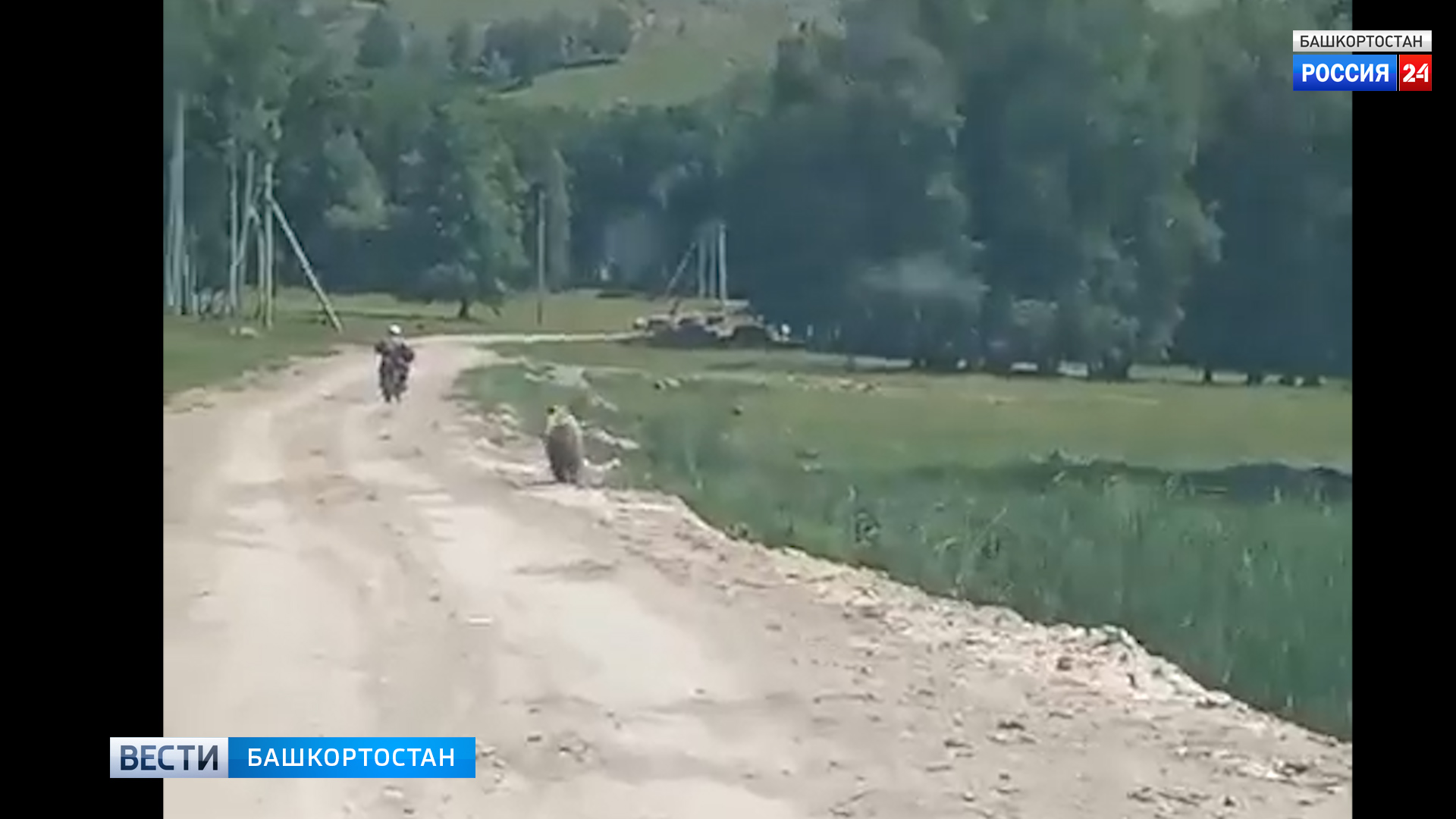 В Башкирии медведь устроил погоню за мотоциклистом
