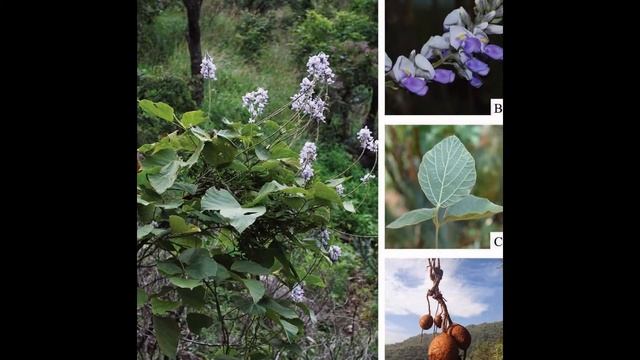ПУЭРАРИЯ   (PUERARIA)  сем. Бобовые