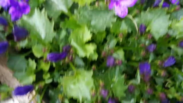 ROSE GARDEN EPI : 231, Campanula plant care in the UK