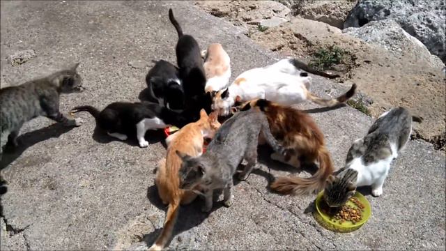 Кошки Родоса. Три мельницы. Кошачья столовая. Dinner time for cats :)