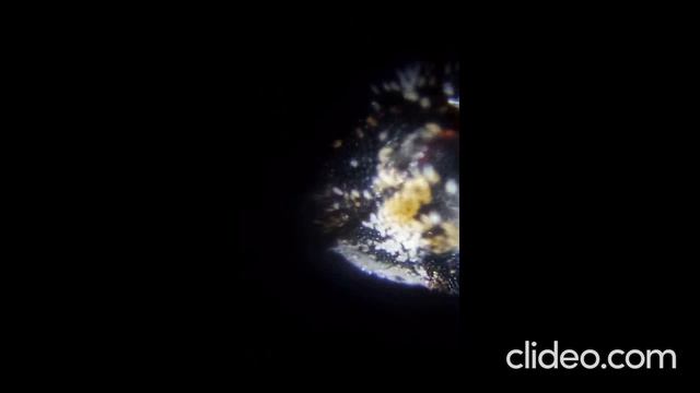 Жук под микроскопом