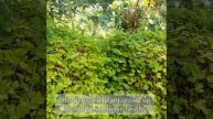 Turtle Vine| Callisia Repens | Creeping Inchplant