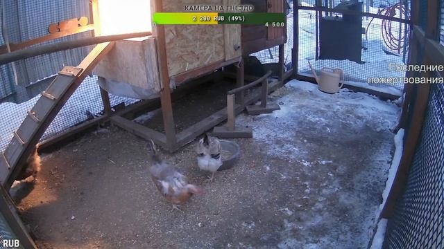 Курятник. Жизнь в курятнике. Можно покормить онлайн. Chicken coop stream. Online feed
