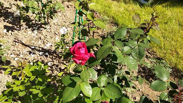 Розы как это было 1 июля 2021/2