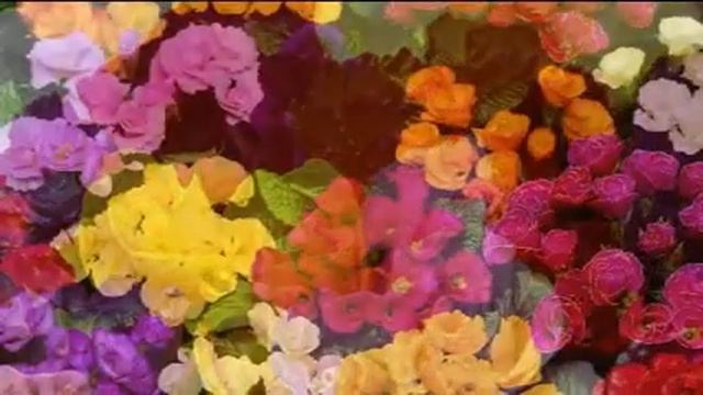 Rosebud Hardy Primrose 66 miniplugs