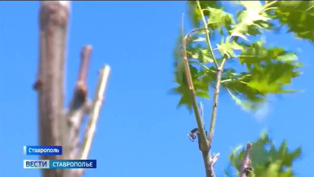 Вандалы губят деревья красного дуба в ботаническом саду Ставрополя