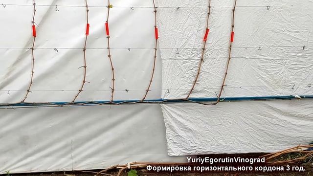 ?Мощные Формировки винограда! ГОРИЗОНТАЛЬНЫЙ КОРДОН РОЙЯ средний/КОРДОН БЕЛИКОВОЙ. Обрезка 3 год.