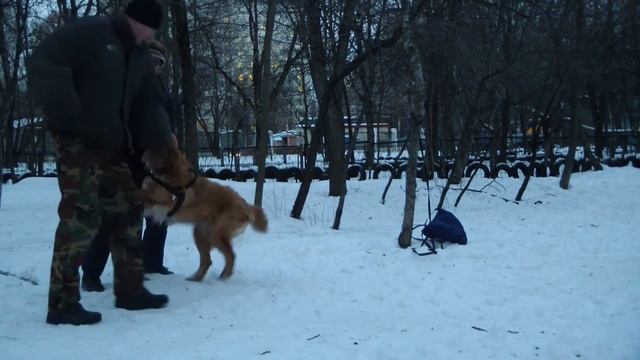Дрессировка ховаварта http://dogclass.ru/