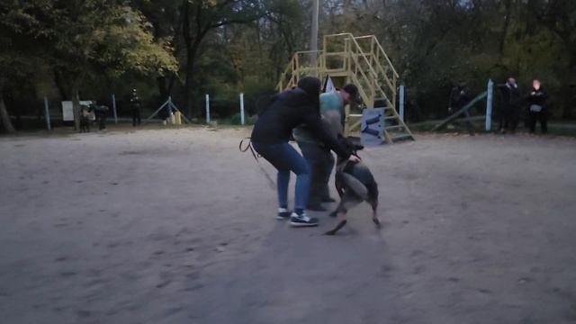 Атака немецкой овчарки. Дрессировка собак. СТРАЖ. ОДЕССА