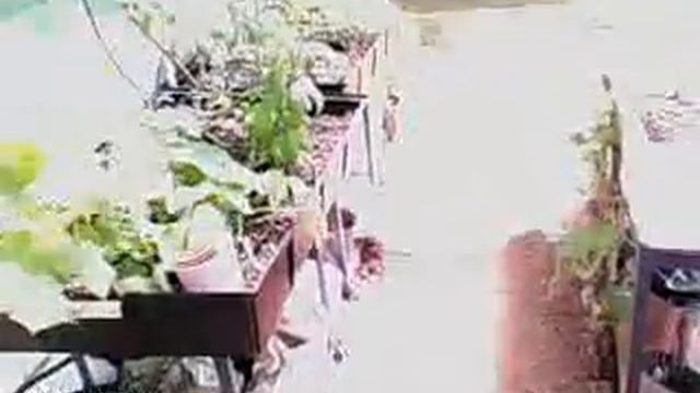 Watch the Plants Move on my Raspberry Pi, Solar Powered Greenhouse Timelapse