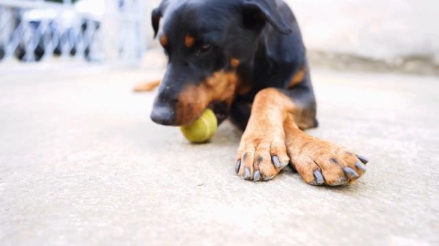 Train Your Doberman for Nose Work and Search Competitions!