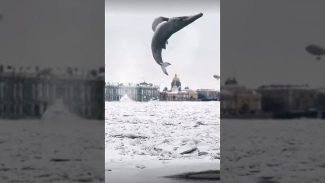 Кит в Санкт-Петербурге разбивает лёд на Неве #saint_petersburg_life