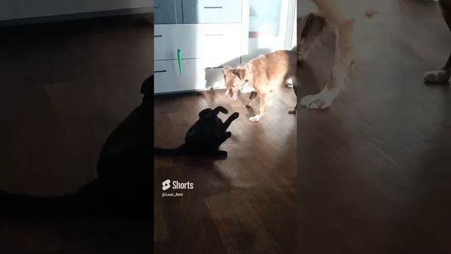 как кошка с собакой
