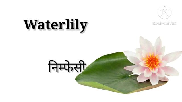 Flowers name || Phoolon ke naam || फूलों के नाम #flowers#flower #kidslearning#toddlers@TukuNiniTv