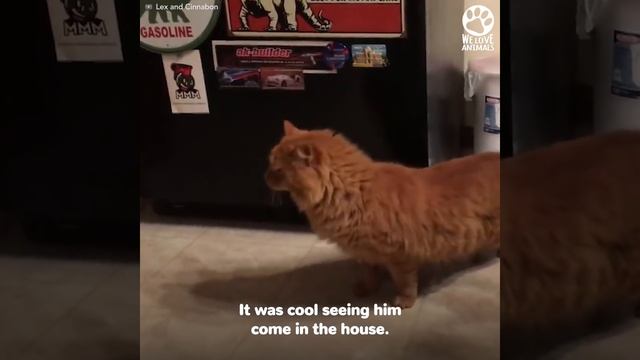 Abandoned cat learns to trust again
