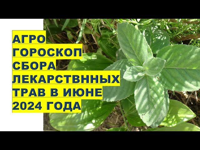 Агрогороскоп сбора лекарственных трав в июне 2024 Agrohoroscope for collecting medicinal herbs in Ju