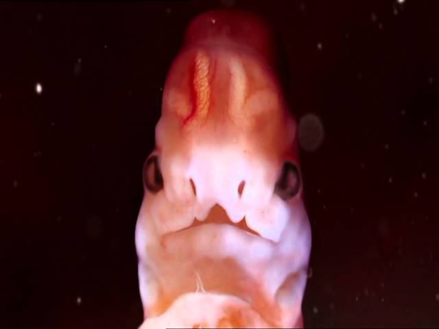 Human embryo: Это - не рыбка. Это - эмбрион человека, всего 30 дней.