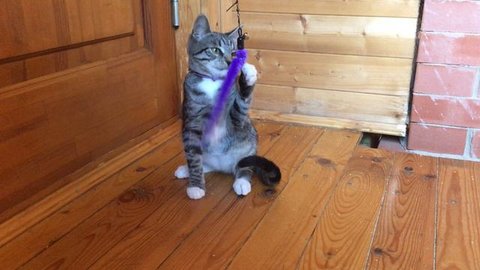 Котенок-девочка по имени Пятка в поисках любящей семьи ❤️