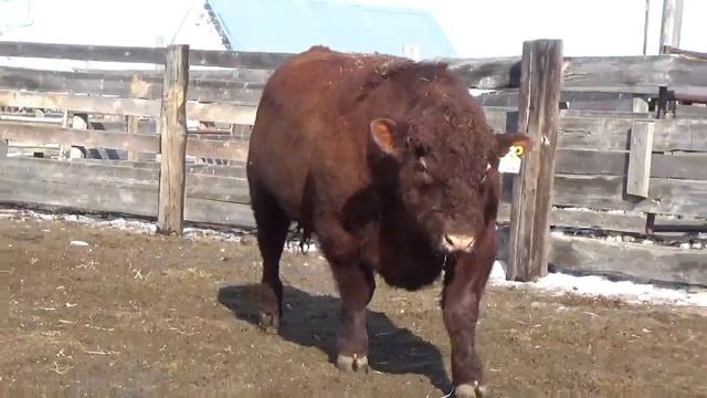 Lot 8 - Saskvalley Guardian 103G