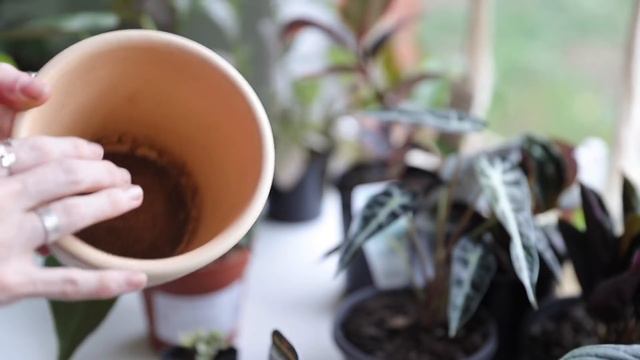 PLANTER POT THRIFT HAUL!!! INDOOR PLANTS & THRIFTED POTS | THRIFTMAS DAY 15