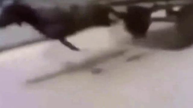 ШОК!!! ЛОШАДЬ ЖОСКО БЕЖИТ!!!