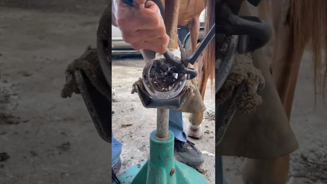 Stuck in the Mud #farrier #horse #satisfying #texas #asmrvideo #cleaning