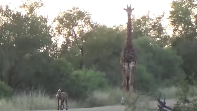 В Африке засняли случайную встречу двух львов, четырёх стервятников, гиены и жирафа