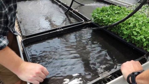 Something Every Microgreen Grower Should Be Doing??? (FAST, EASY, AUTOMATIC)
