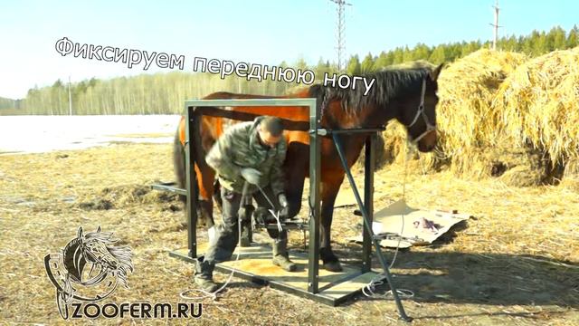 Как подковать лошадь. Станок для обработки копыт и подковке лошадей