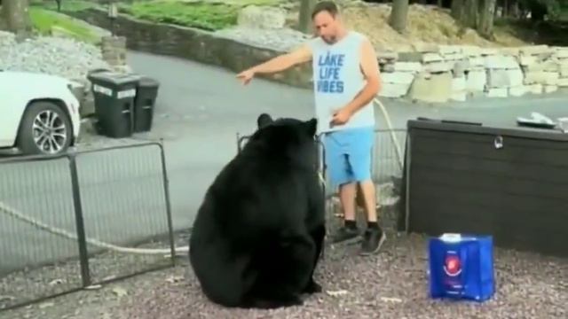 Мужик медведя выгоняет с ограды