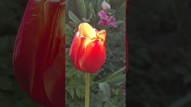 май утро удивительный тюльпан