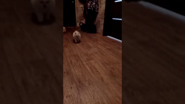 Щенки малого немецкого шпица.