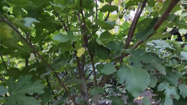 Инжир Медовый