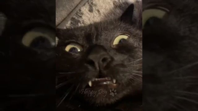 Funny animals - Funny cats _ dogs - Funny animal videos
