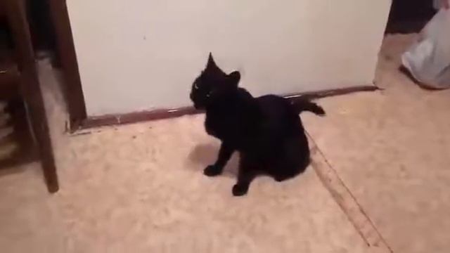 поведение кошки после моего кашля