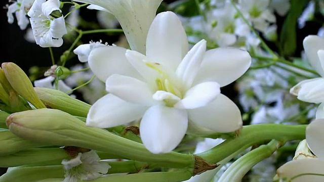 Amazing and Most Beautiful Tuberose Flowers  Polianthes  Rajnigandha Flowers