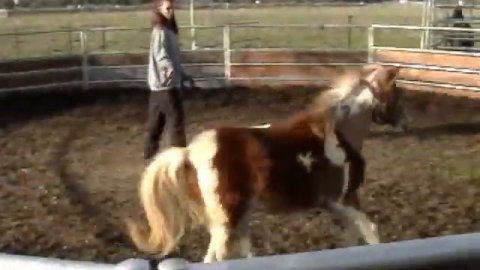 Northwind's Kick'n Sass SSH