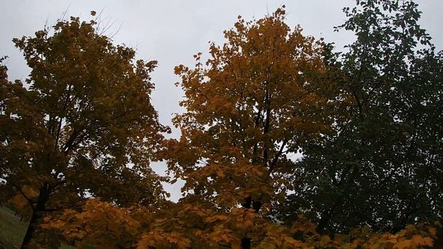 КРАСКИ ОСЕНИ.AUTUMN COLORS.